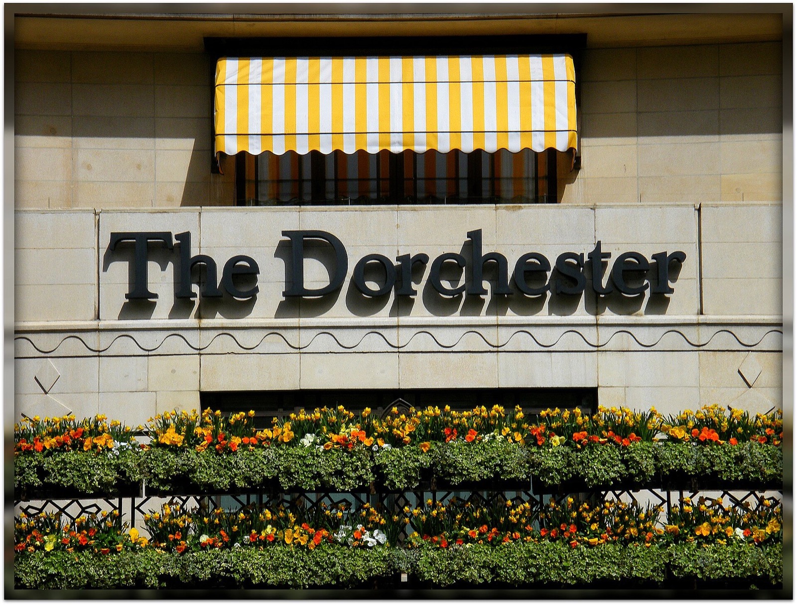The name of the Dorchester over its entrance, above beds of flowers.