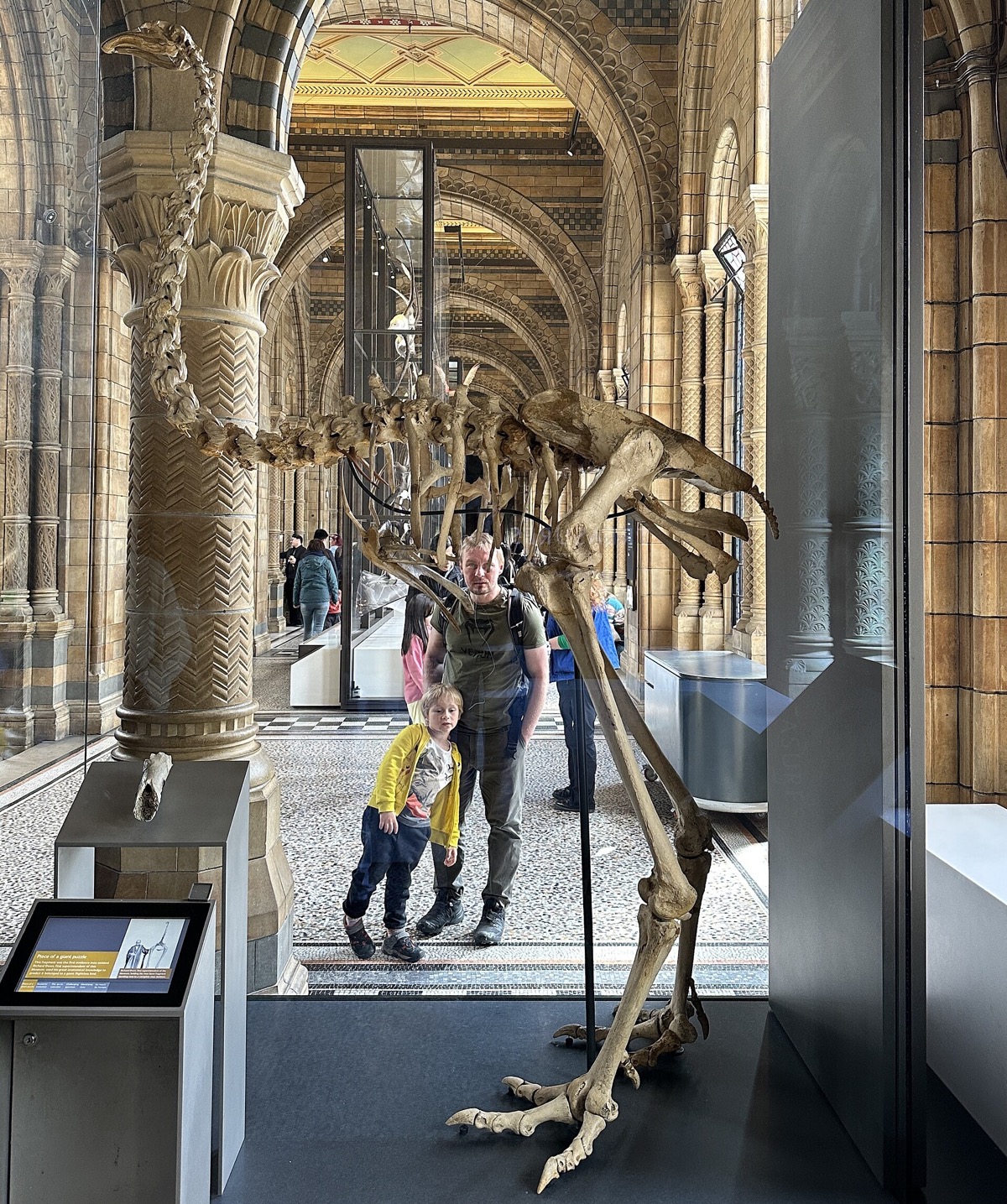 A dinosaur skeleton in the dinosaur gallery of the Natural History Museum.