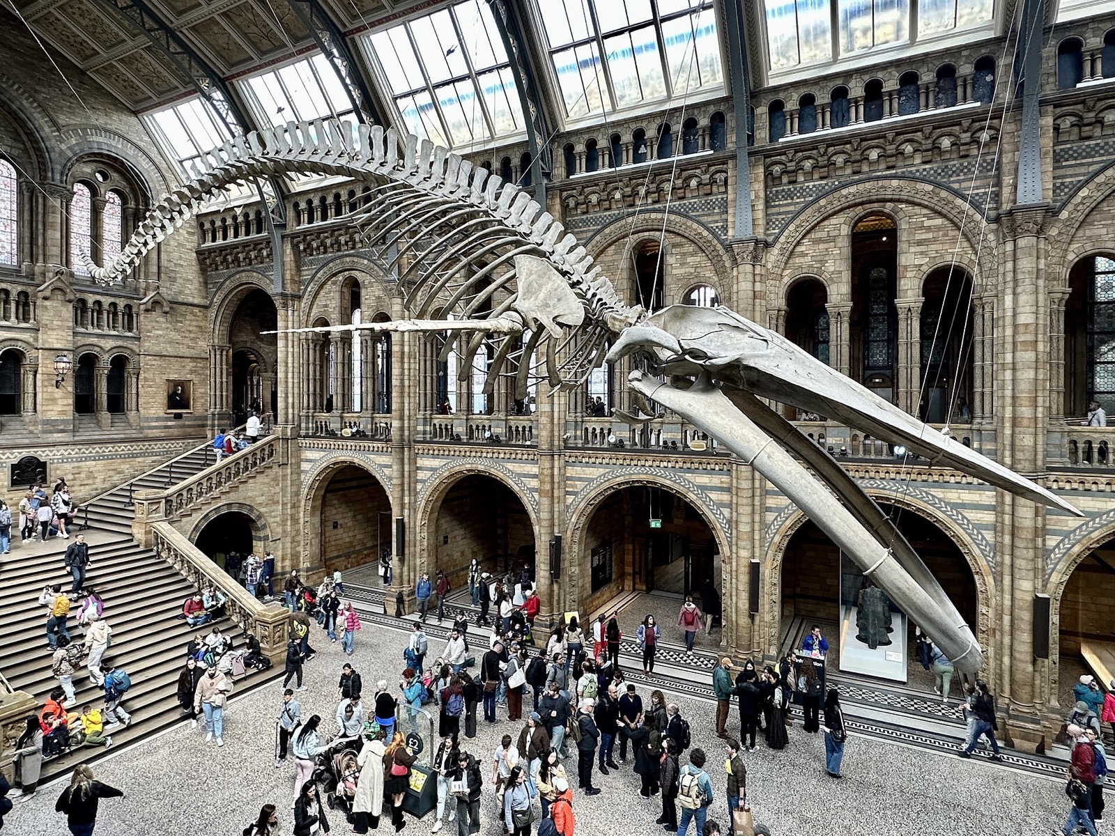 Hope, the skeleton of a blue whale, diving through Hintze Hall above the visitors.