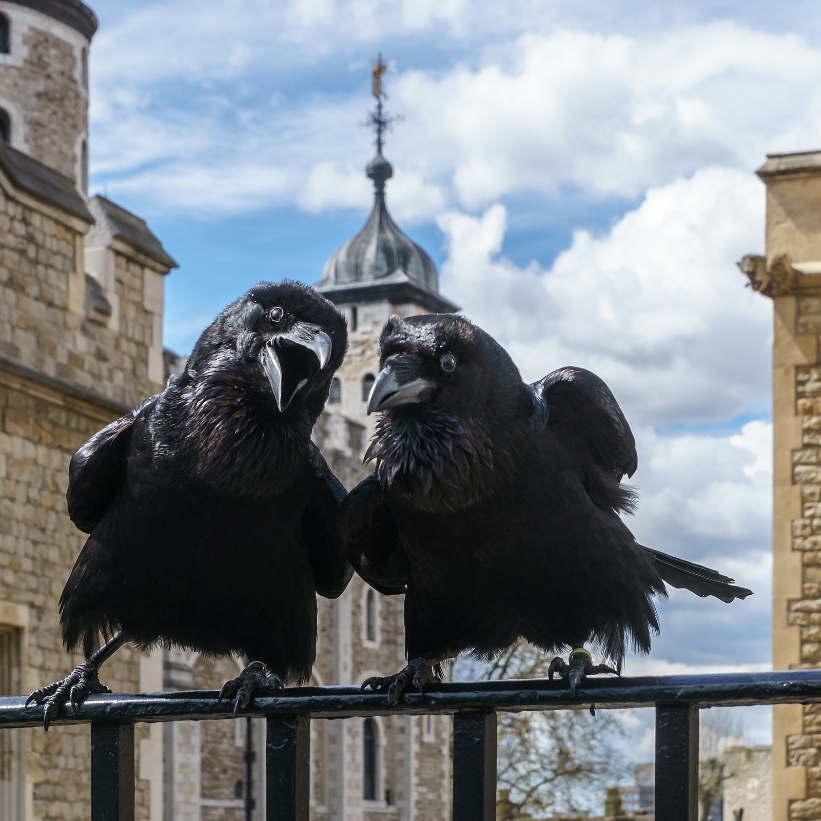 Two of the Tower's ravens perched on a railing inside the walls.