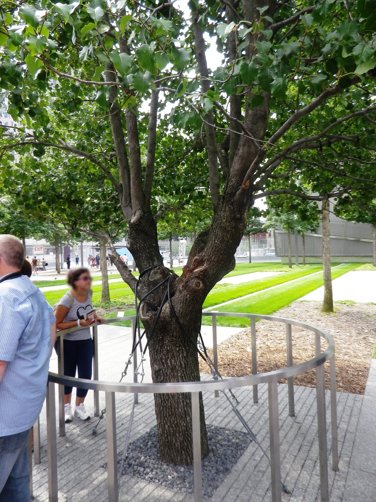 The Survivor Tree, a pear tree in leaf held by supports, on the memorial plaza.