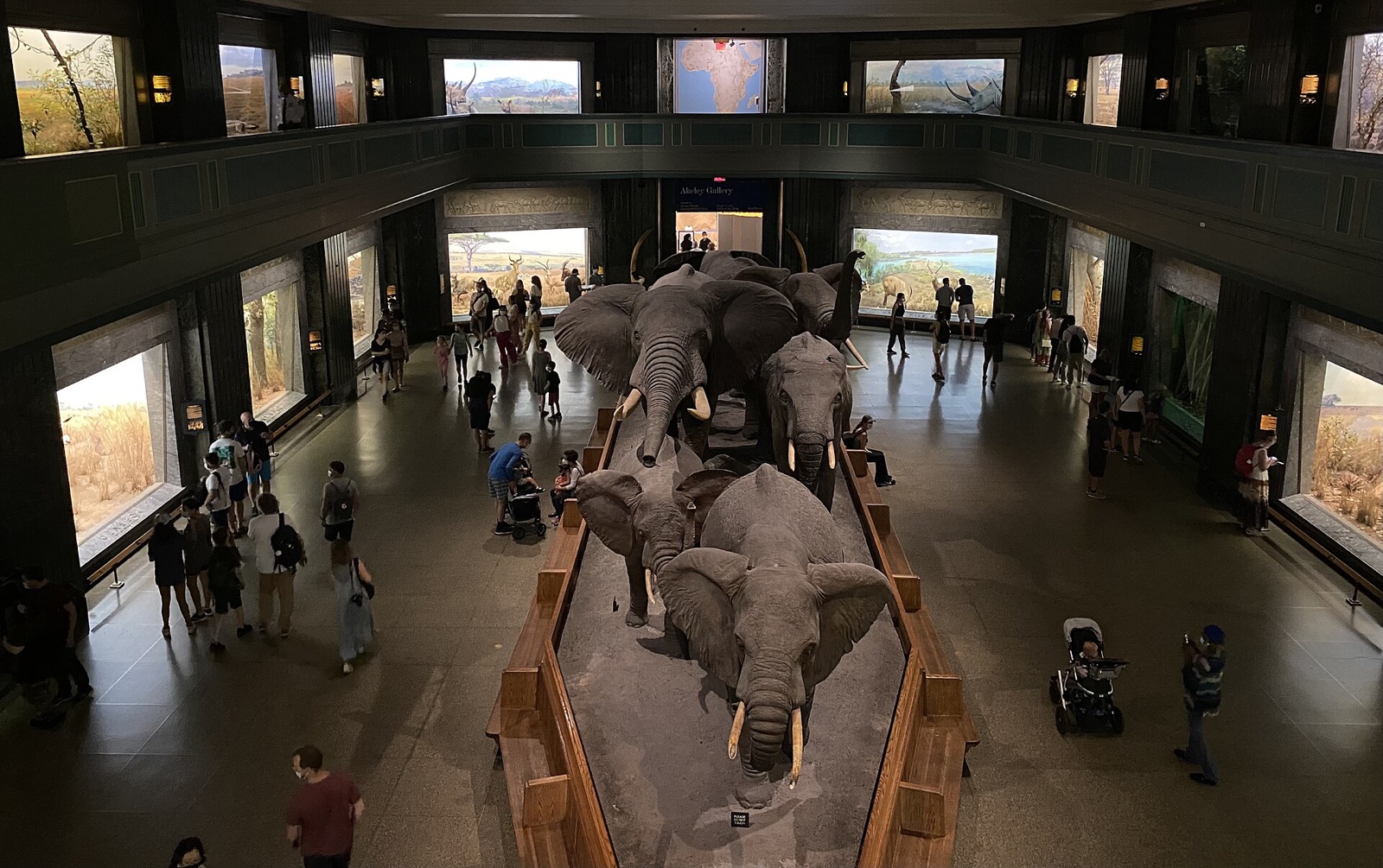 The group of elephants in the middle of the Hall of African Mammals, seen from the gallery, with lit dioramas round the walls.