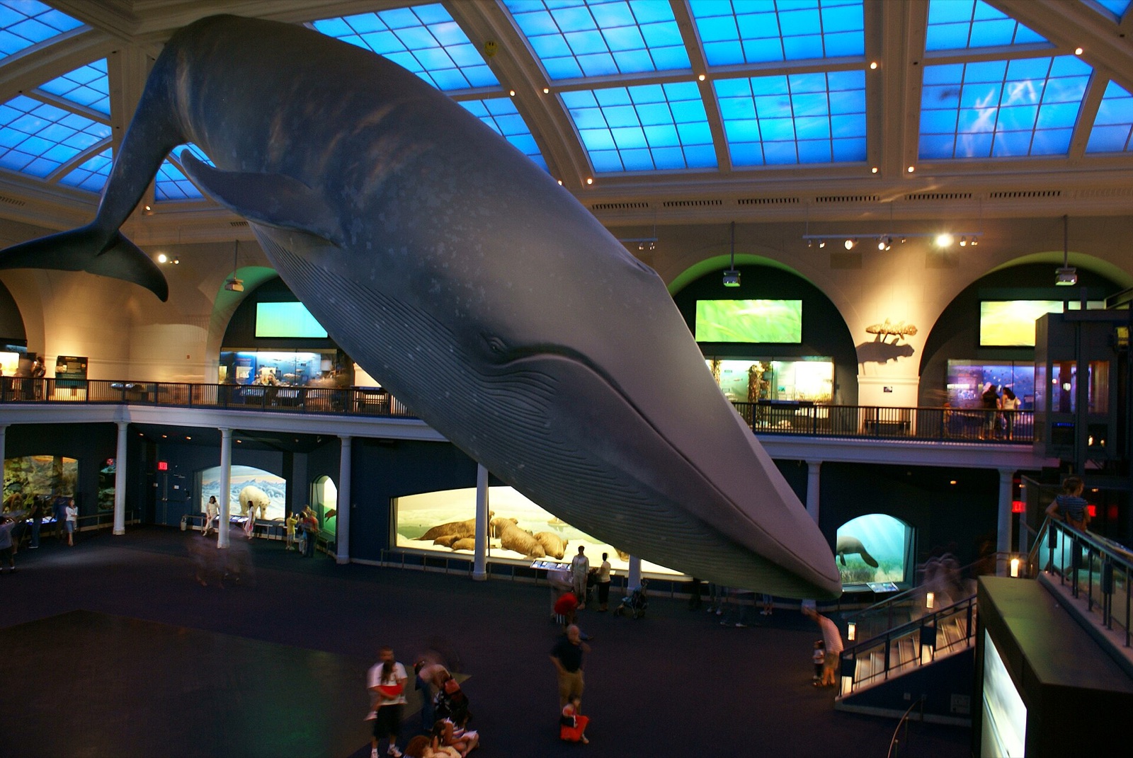 The model of a blue whale hanging over the Hall of Ocean Life at the American Museum of Natural History.