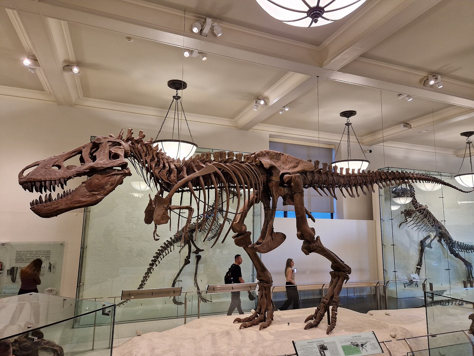 The skeleton of a Tyrannosaurus rex in the dinosaur halls of the American Museum of Natural History.