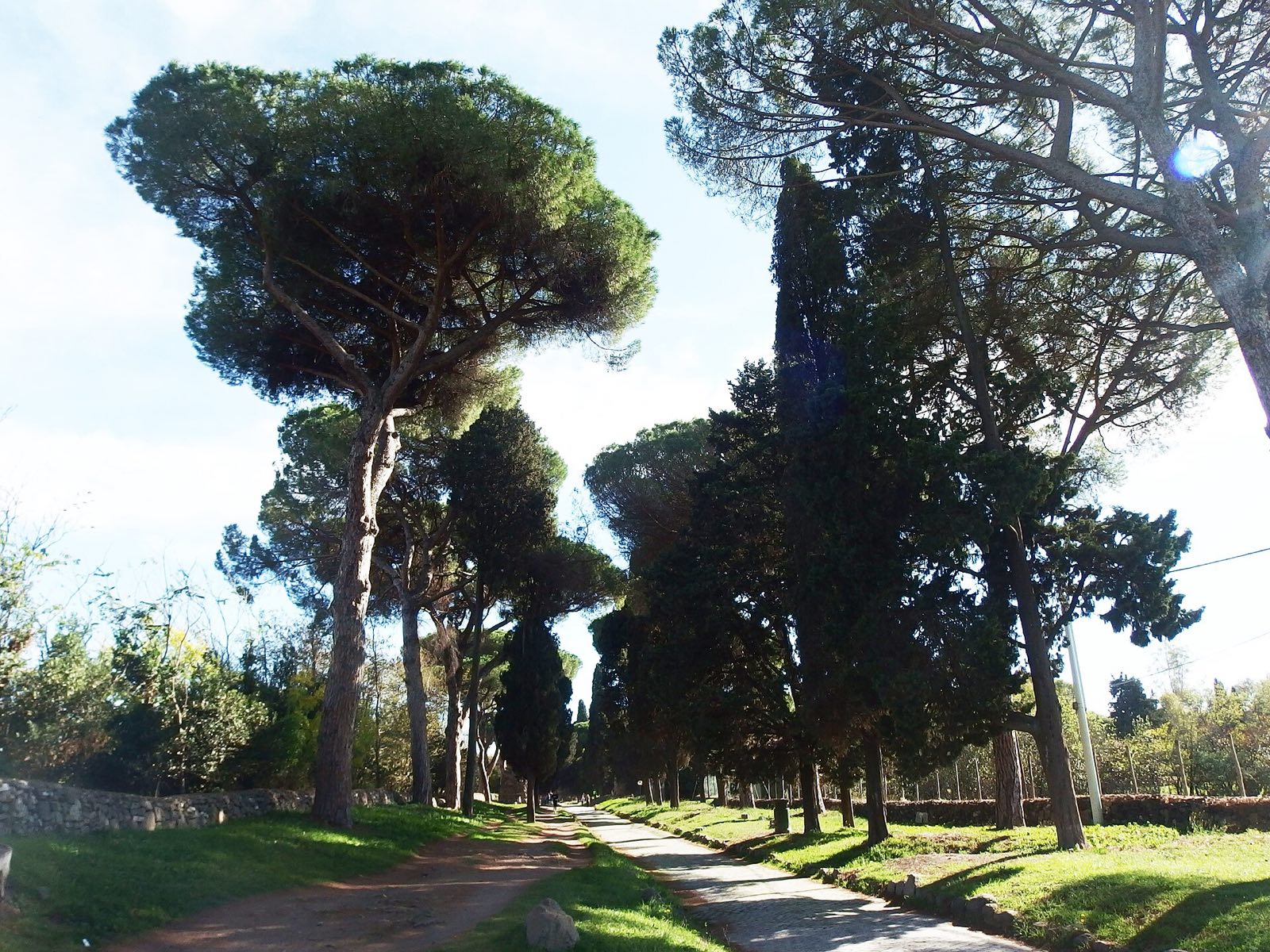 Umbrella pines beside the Appian Way on a sunny day.